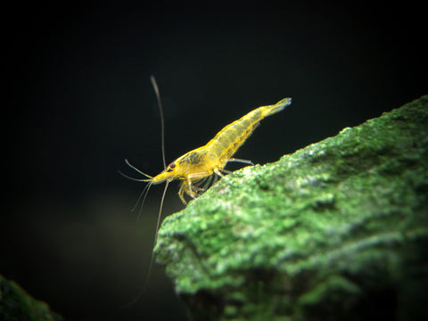 Golden Back Yellow Shrimp (Neocaridina davidi), BREDBY: Aquatic Arts