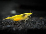 Neon Yellow Shrimp Breeder Combo Box