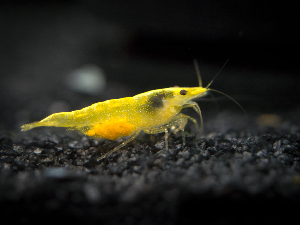 Red and Yellow Dwarf Shrimp Combo Pack, Tank-Bred!