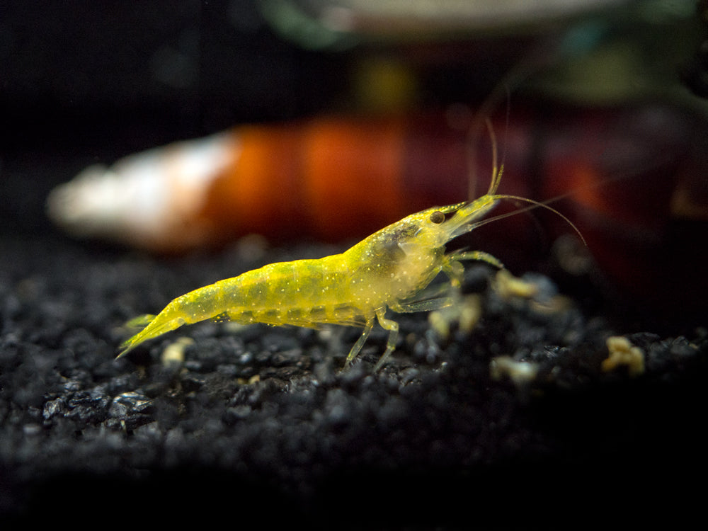 Red and Yellow Dwarf Shrimp Combo Pack, Tank-Bred!