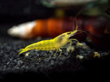 Neon Yellow Shrimp (Neocaridina davidi), Tank-Bred