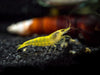 Neon Yellow Shrimp Breeder Combo Box