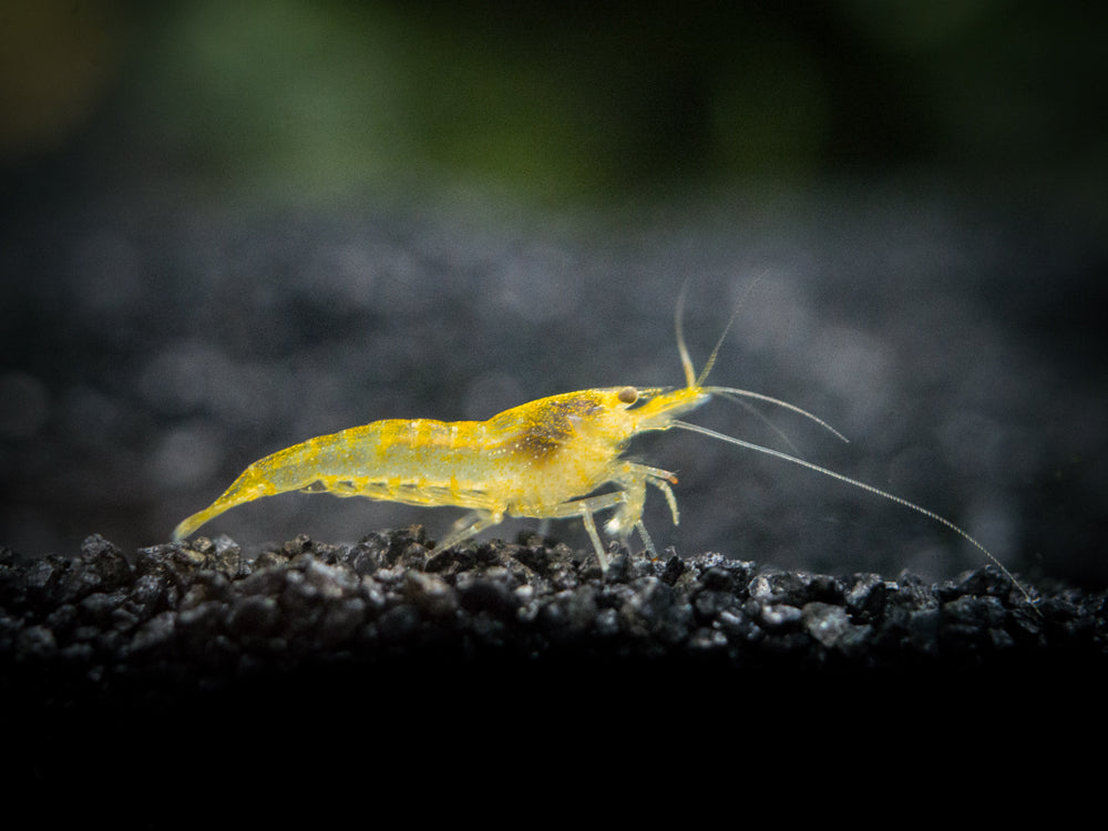 Red and Yellow Dwarf Shrimp Combo Pack, Tank-Bred!