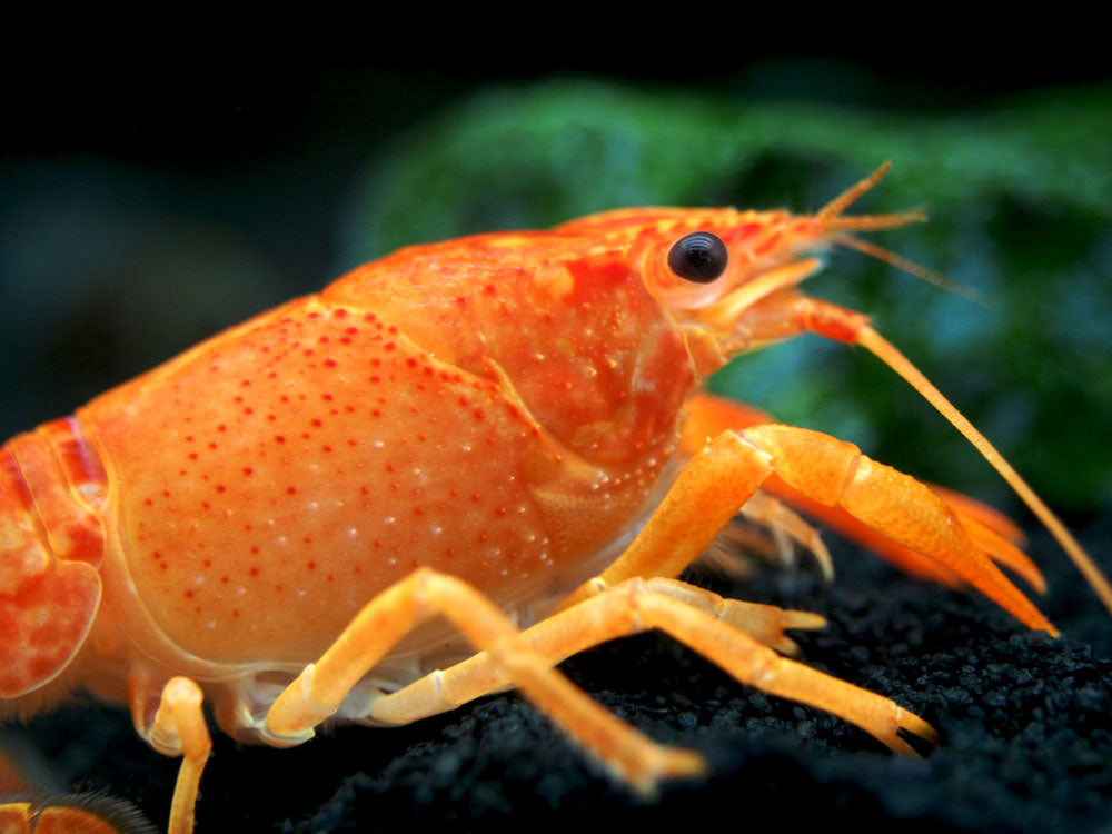 Neon Red Crayfish (Procambarus clarkii) aka Orange/Tangerine Crayfish - Tank Bred!