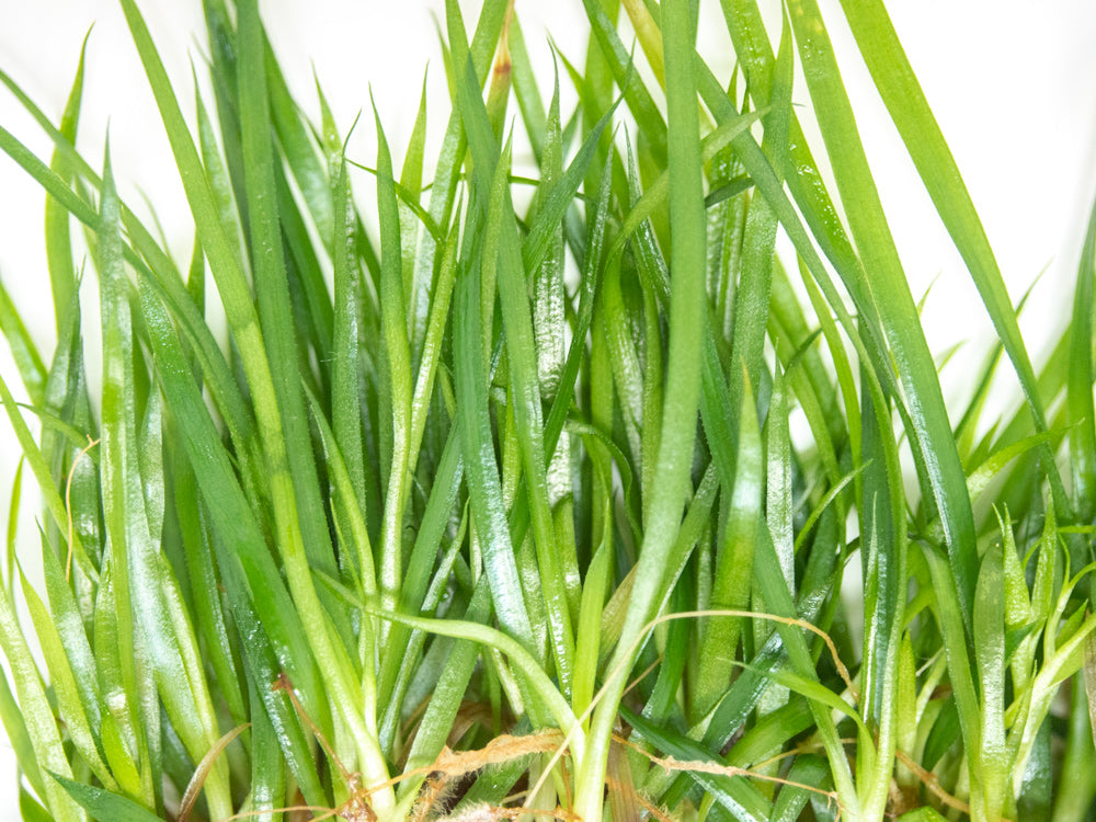 Neoregalia Bromeliad sp. Hybrid Tissue Culture