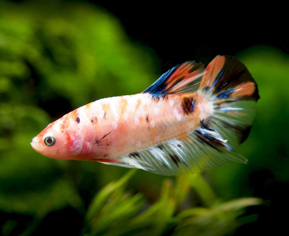 Assorted Koi Plakat Betta (Betta splendens) - Tank-Bred!