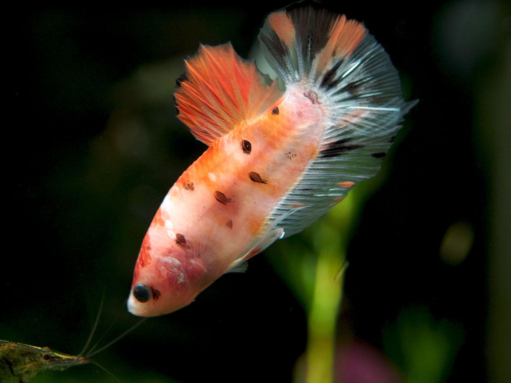 Assorted Koi Plakat Betta (Betta splendens) - Tank-Bred!