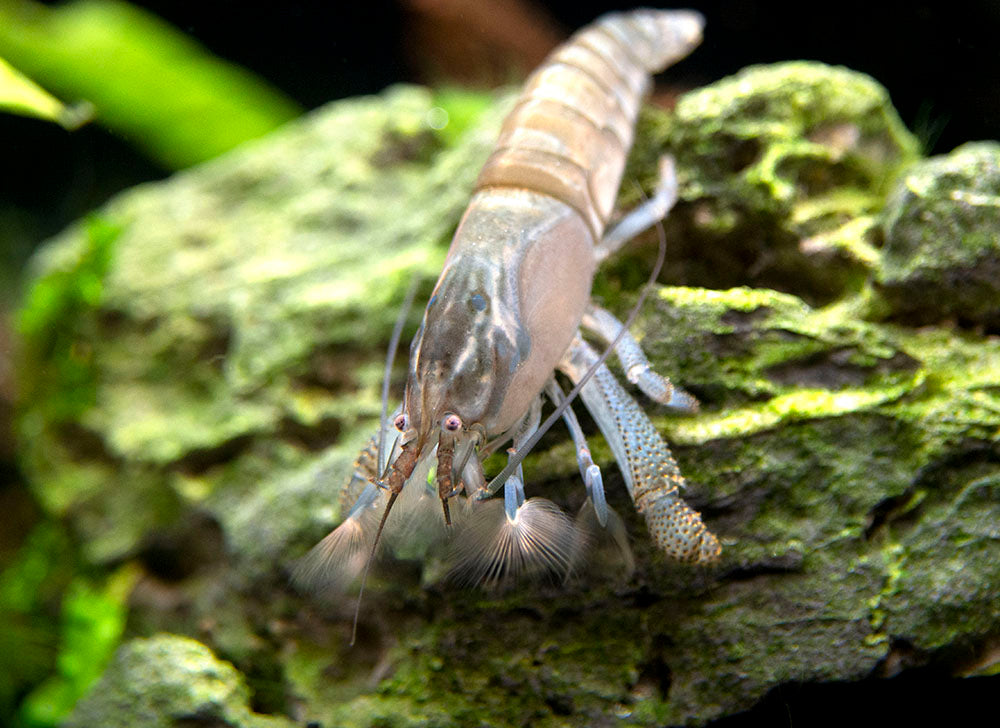 vampire shrimp 