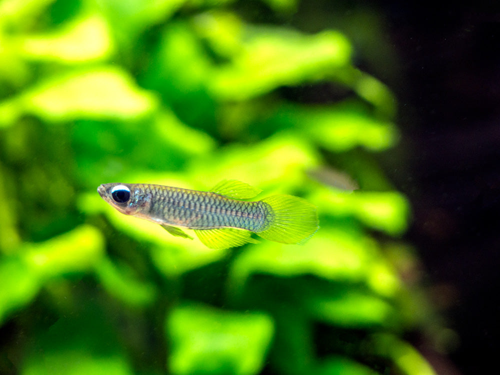 Norman’s Lampeye Killifish (Poropanchax normani), Tank-Bred!