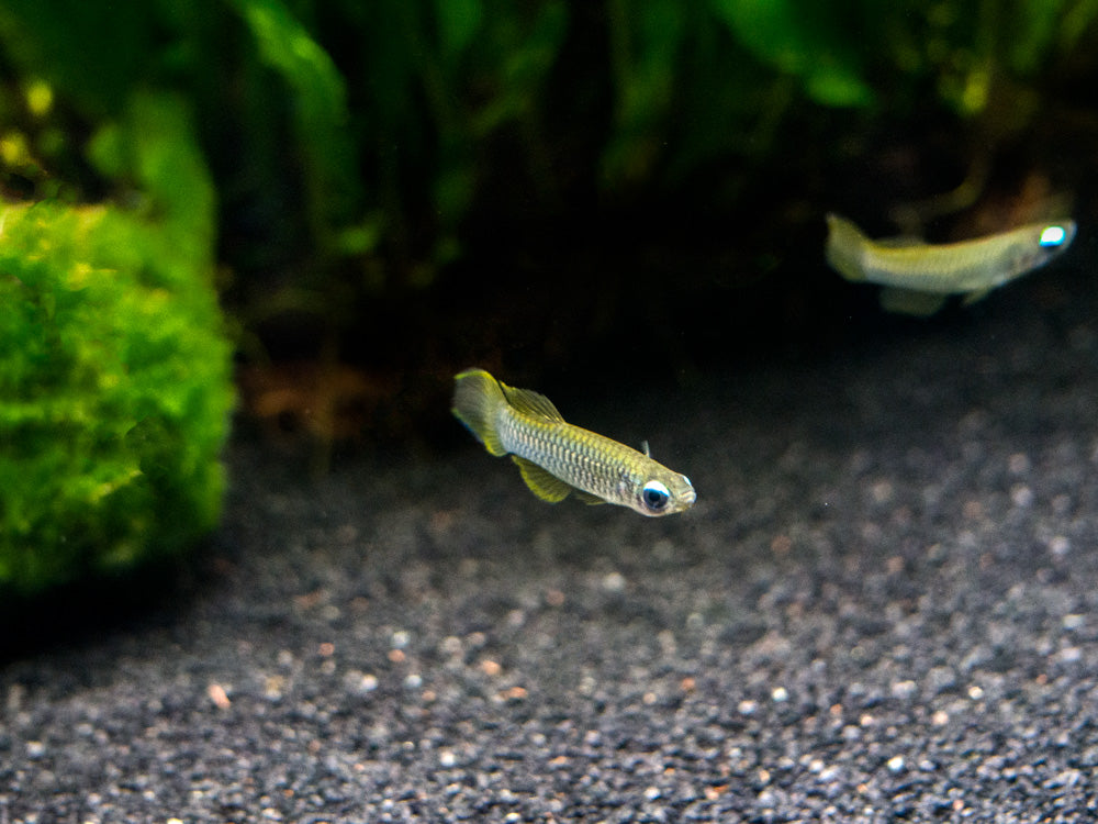 Norman’s Lampeye Killifish (Poropanchax normani), Tank-Bred!