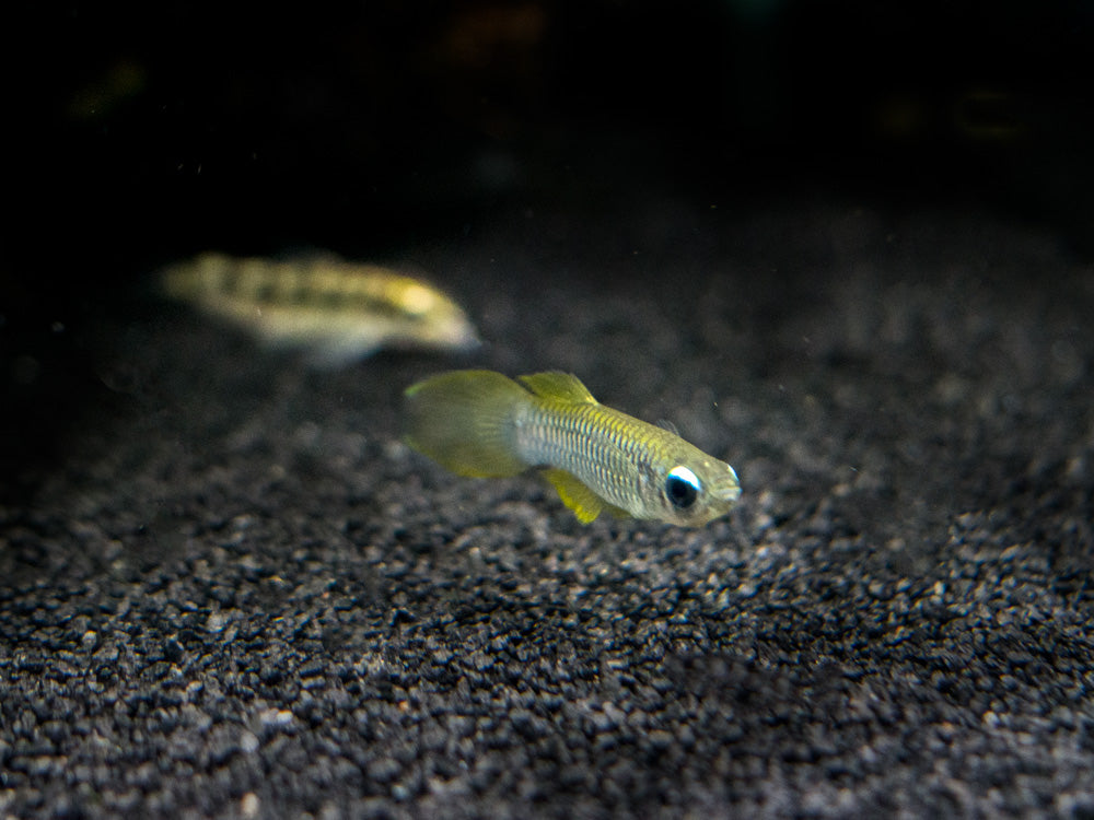 Norman’s Lampeye Killifish (Poropanchax normani), Tank-Bred!