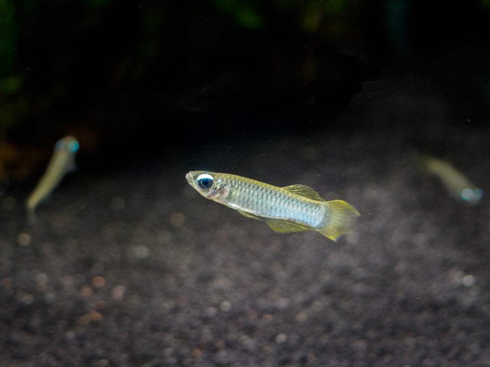 Norman’s Lampeye Killifish (Poropanchax normani), Tank-Bred!