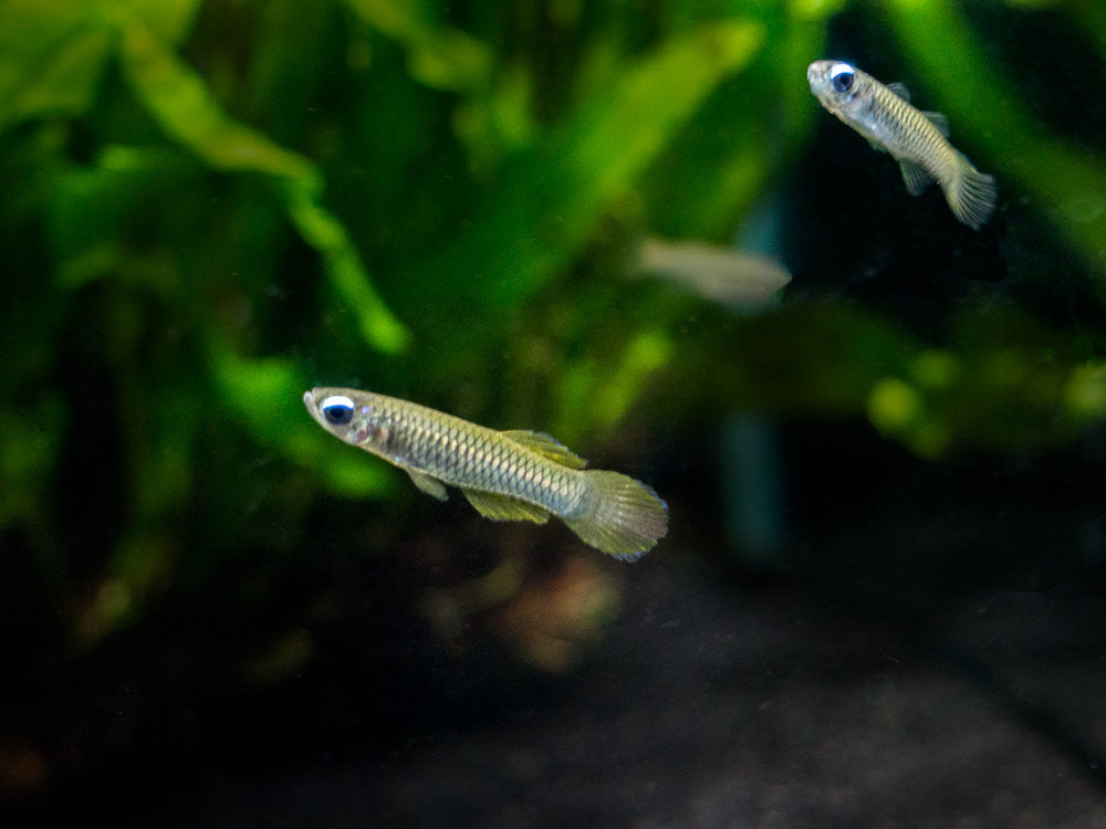 Norman’s Lampeye Killifish (Poropanchax normani), Tank-Bred!