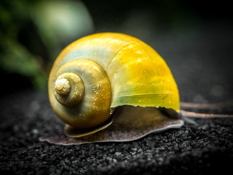 Chestnut AKA Albino Mystery Snails (Pomacea bridgesii) - Tank-Bred!