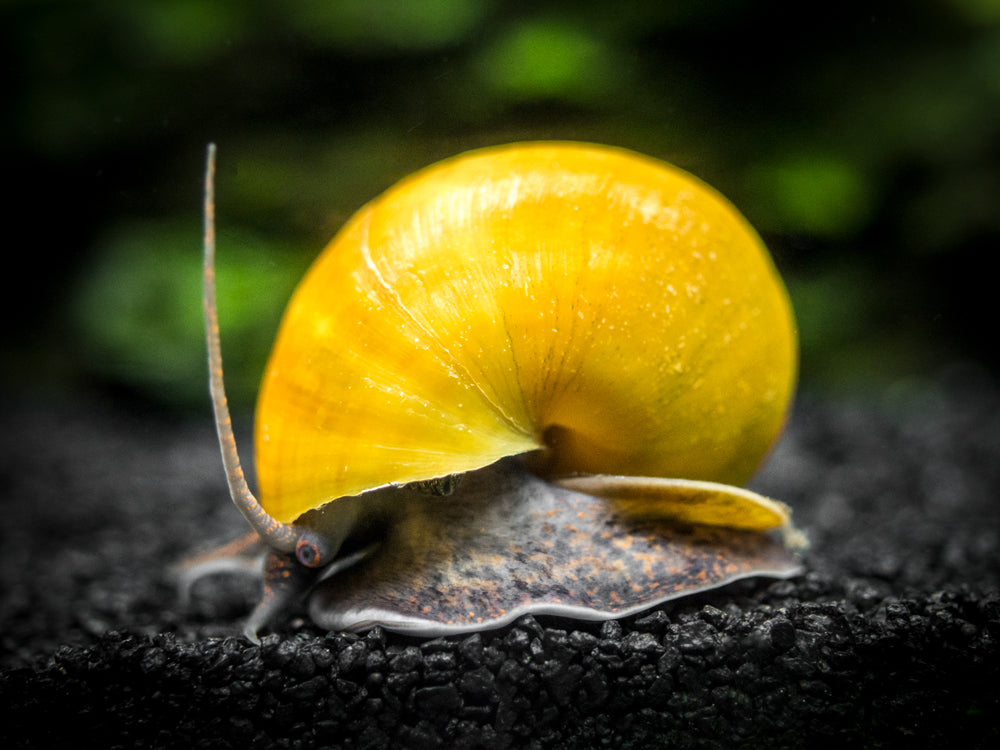 Olive Jade Mystery Snails (Pomacea bridgesii) - Tank-Bred!