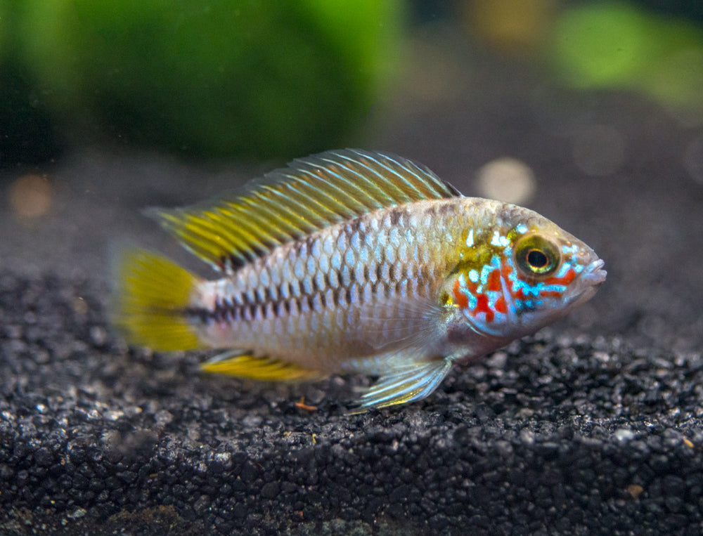 Opal Umbrella Borelli Dwarf Cichlid (Apistogramma borellii "Opal") - TANK-BRED!!!