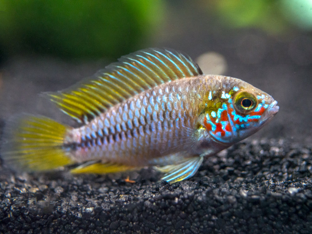 Opal Umbrella Borelli Dwarf Cichlid (Apistogramma borellii "Opal") - TANK-BRED!!!