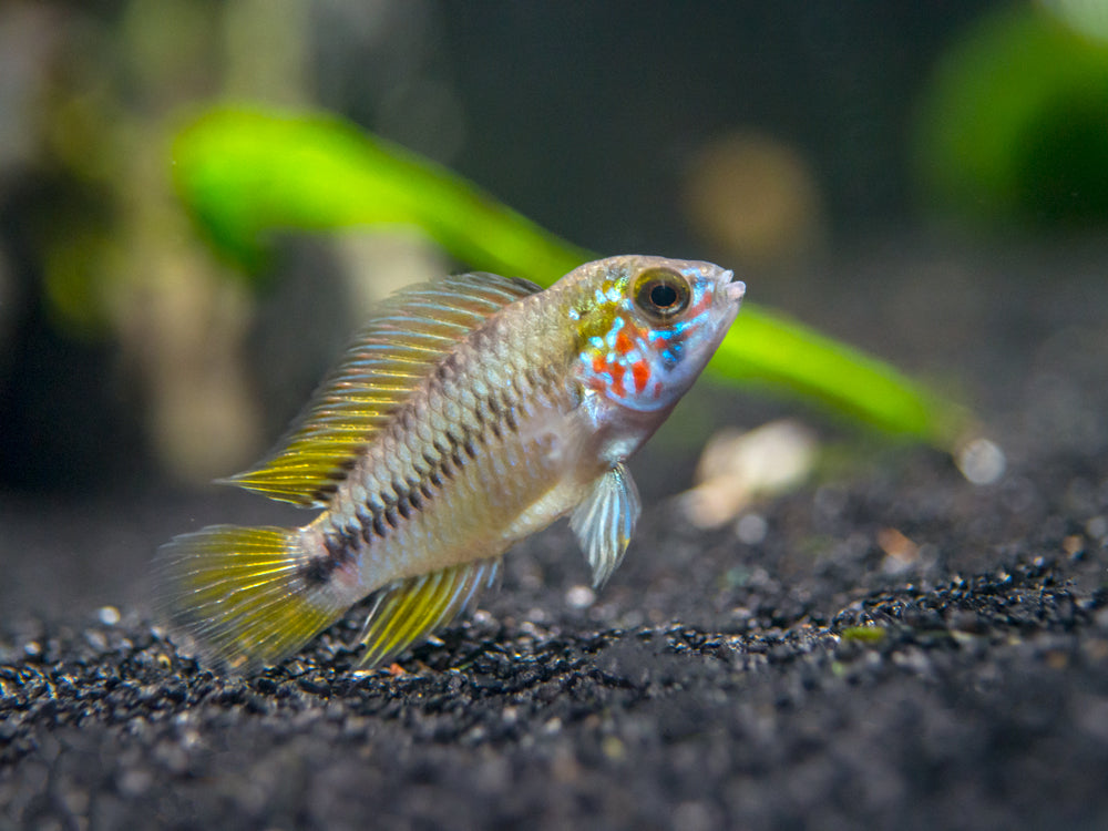 Opal Umbrella Borelli Dwarf Cichlid (Apistogramma borellii "Opal") - TANK-BRED!!!