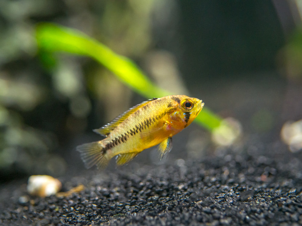 Opal Umbrella Borelli Dwarf Cichlid (Apistogramma borellii "Opal") - TANK-BRED!!!