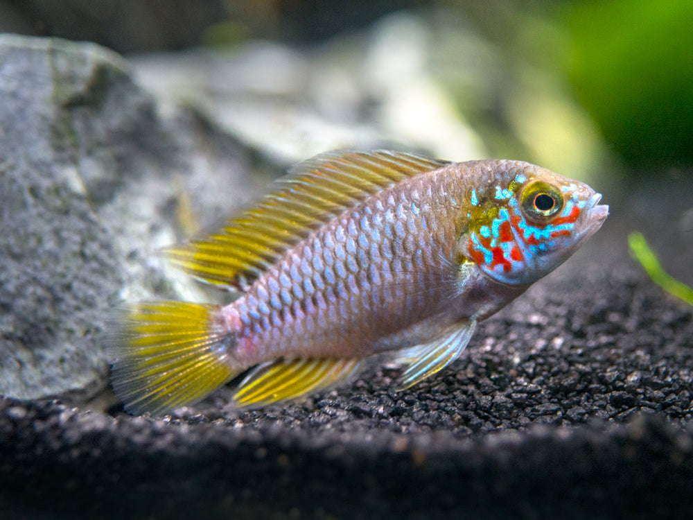 Opal Umbrella Borelli Dwarf Cichlid (Apistogramma borellii "Opal") - TANK-BRED!!!