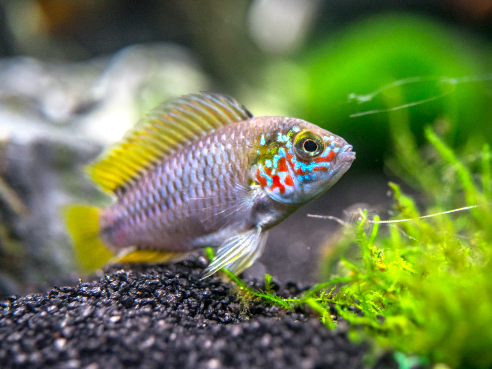 Opal Umbrella Borelli Dwarf Cichlid (Apistogramma borellii "Opal") - TANK-BRED!!!