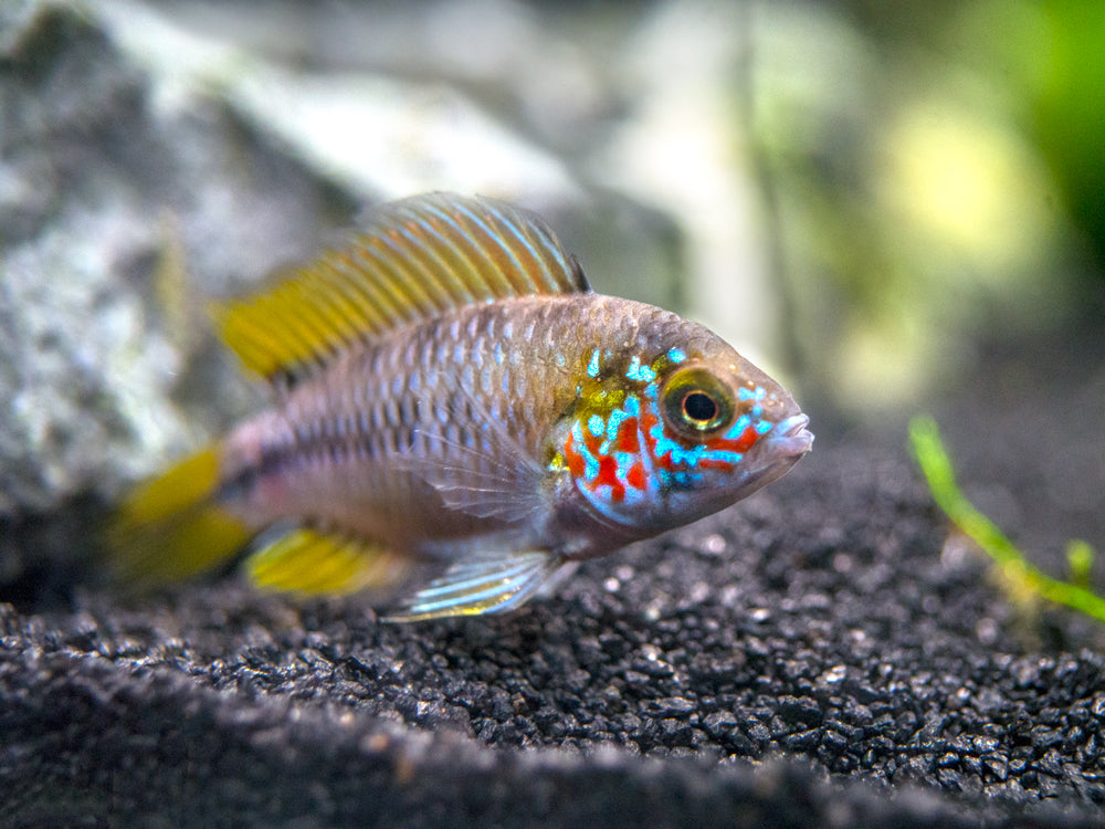 Opal Umbrella Borelli Dwarf Cichlid (Apistogramma borellii "Opal") - TANK-BRED!!!