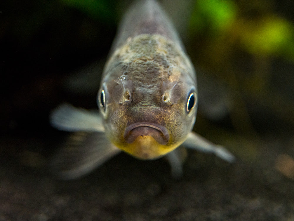 Blue Oranda Goldfish (Carassius auratus auratus), Tank-Raised!!! - Aquatic Arts