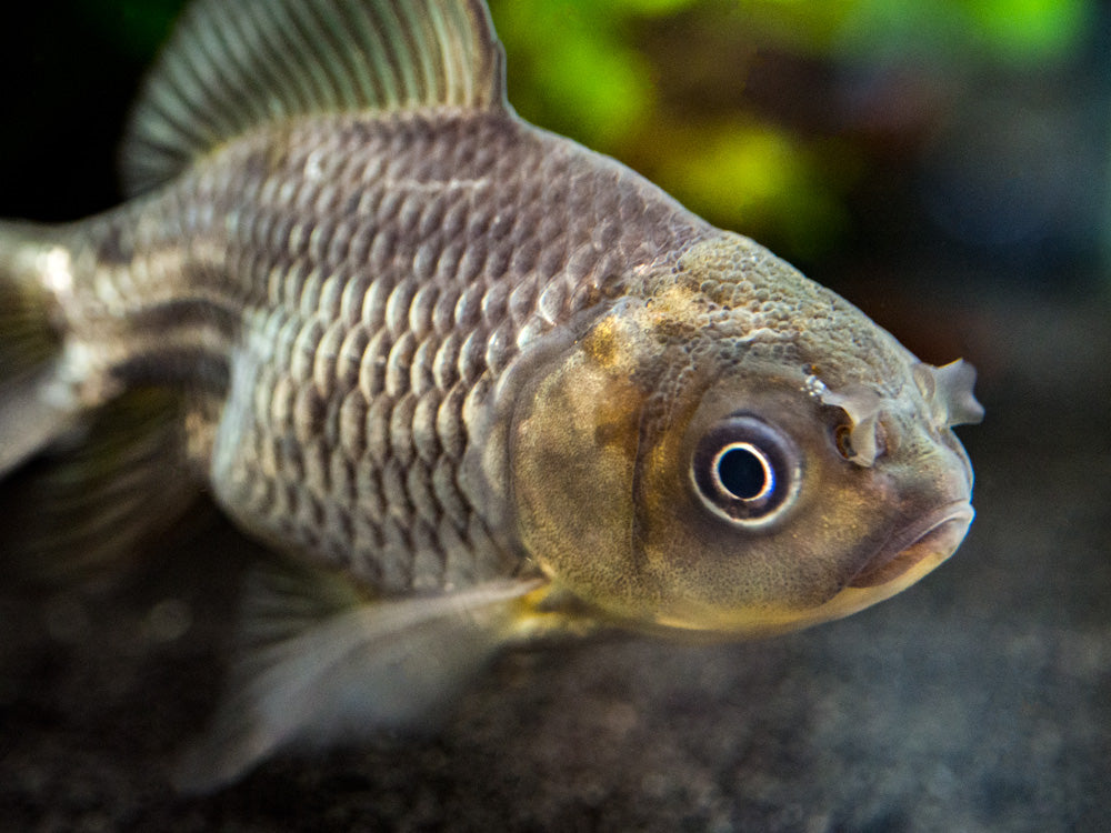 Blue Oranda Goldfish (Carassius auratus auratus), Tank-Raised!!! - Aquatic Arts