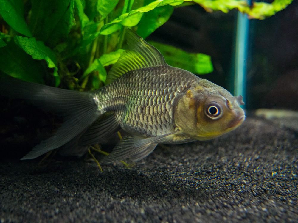 Blue Oranda Goldfish (Carassius auratus auratus), Tank-Raised!!! - Aquatic Arts