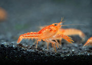 Orange CPO Dwarf Mexican Crayfish Breeder Combo Box