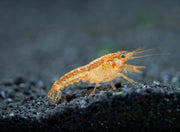 Orange CPO Dwarf Mexican Crayfish Breeder Combo Box