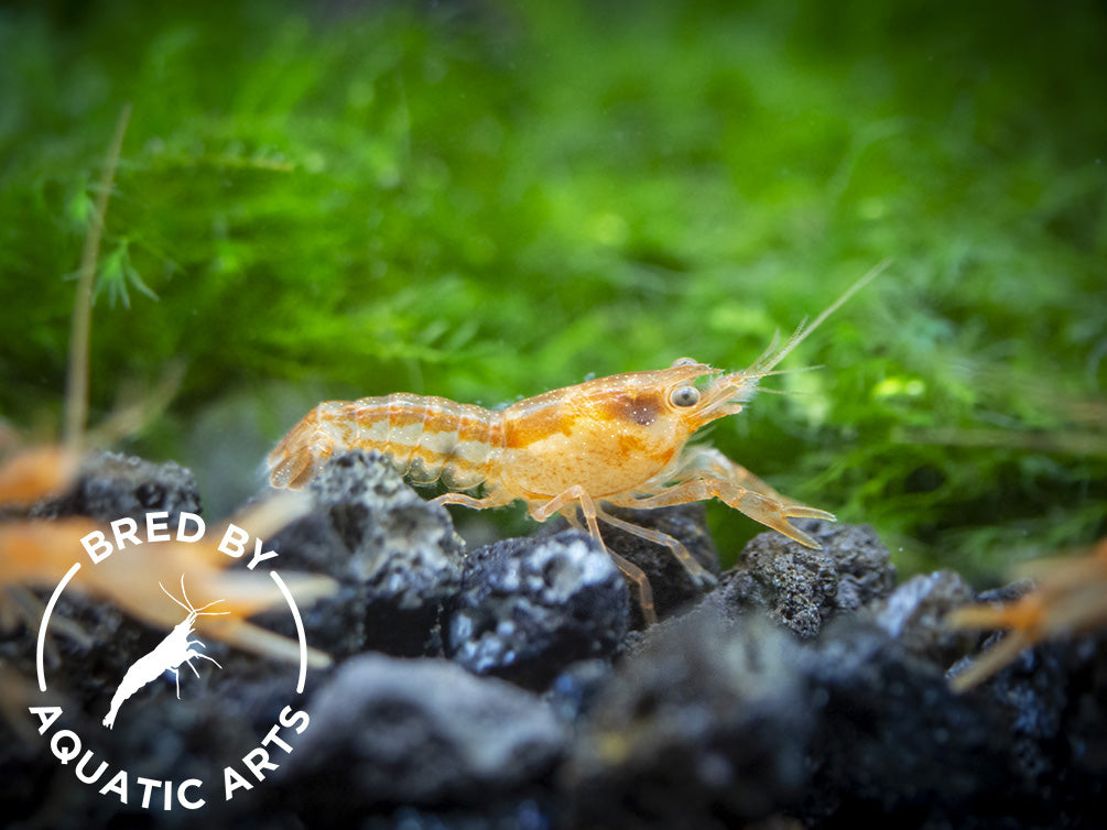 Orange CPO Dwarf Mexican Crayfish (Cambarellus patzcuarensis), Bredby: Aquatic Arts