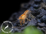 Orange CPO Dwarf Mexican Crayfish (Cambarellus patzcuarensis), Bredby: Aquatic Arts