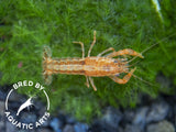Orange CPO Dwarf Mexican Crayfish (Cambarellus patzcuarensis), Bredby: Aquatic Arts