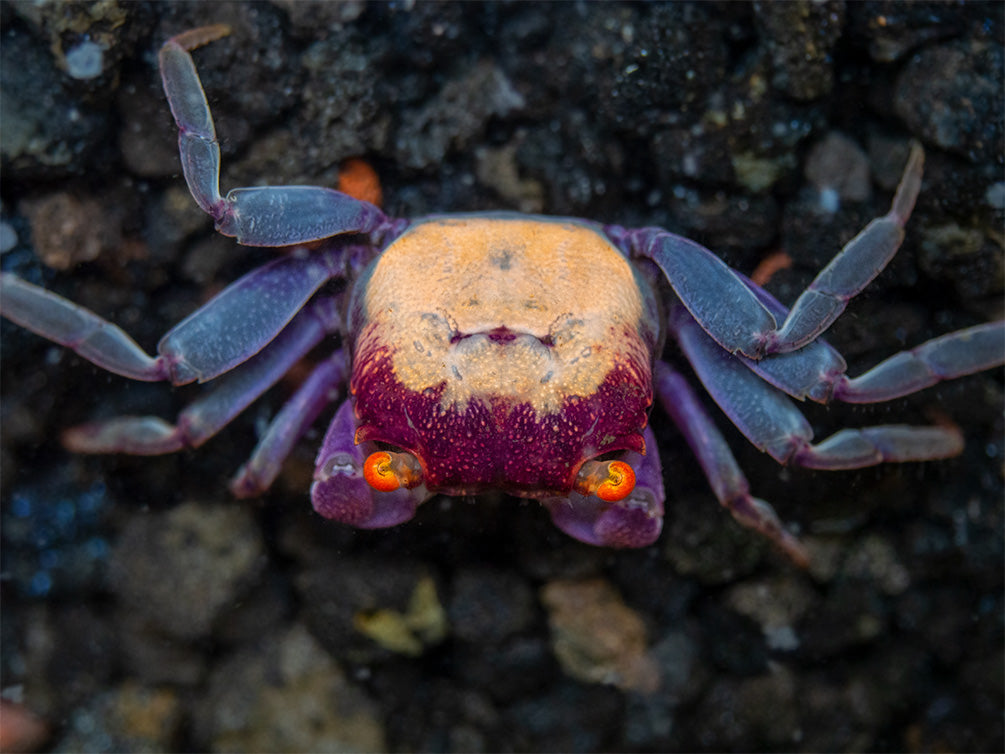 Orange Eye Vampire Crab (Geosesarma sp.)