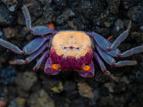 Orange Eye Vampire Crab (Geosesarma sp.)