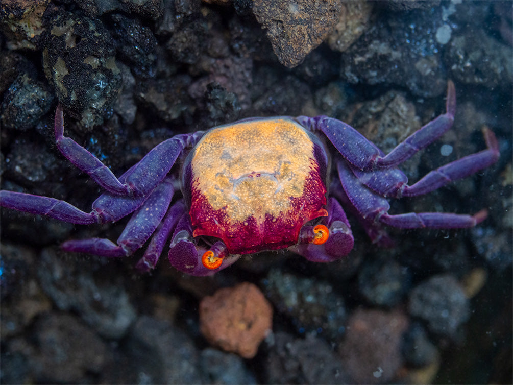 Orange Eye Vampire Crab (Geosesarma sp.)