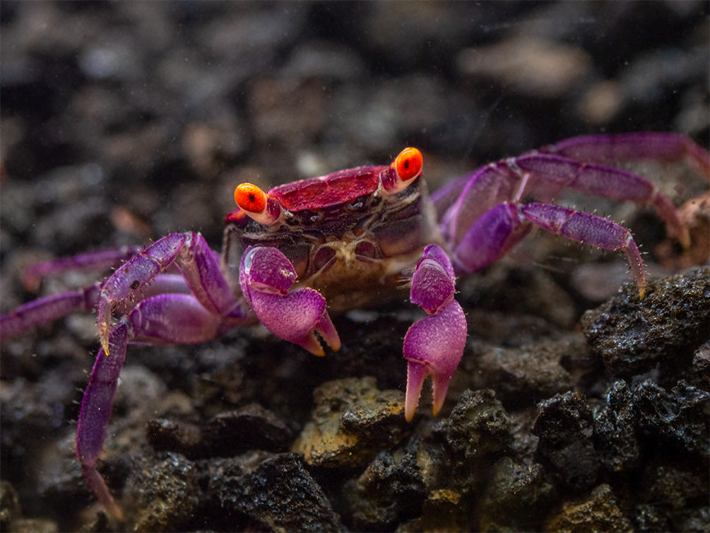 Orange Eye Vampire Crab (Geosesarma sp.)