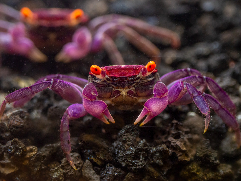 Orange Eye Vampire Crab (Geosesarma sp.)