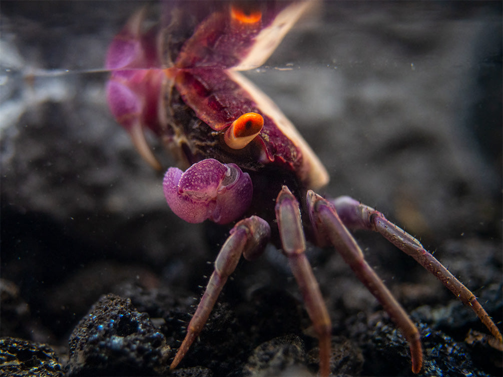 Orange Eye Vampire Crab (Geosesarma sp.)