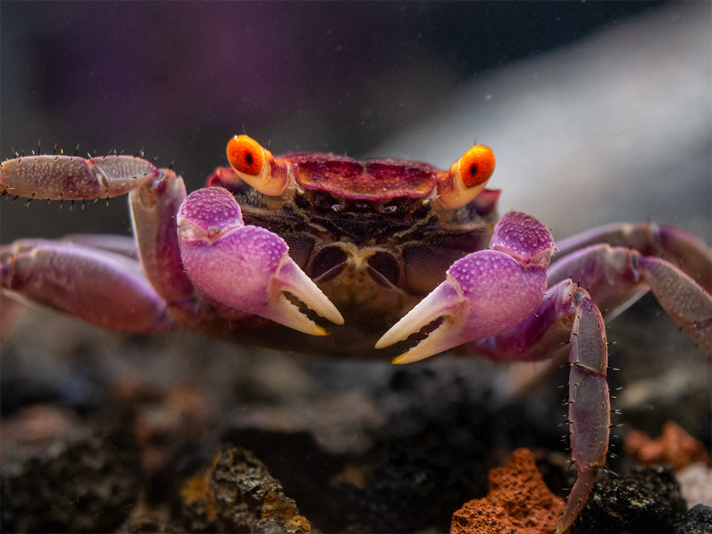 Orange Eye Vampire Crab (Geosesarma sp.)