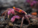 Orange Eye Vampire Crab (Geosesarma sp.)