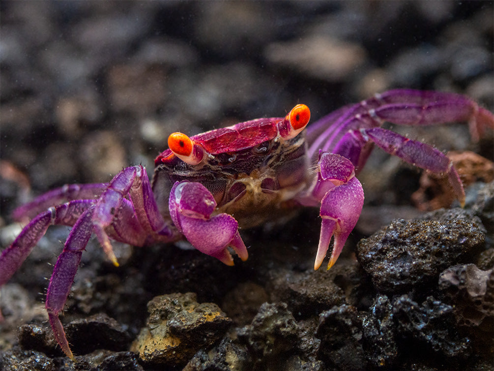 Orange Eye Vampire Crab (Geosesarma sp.)