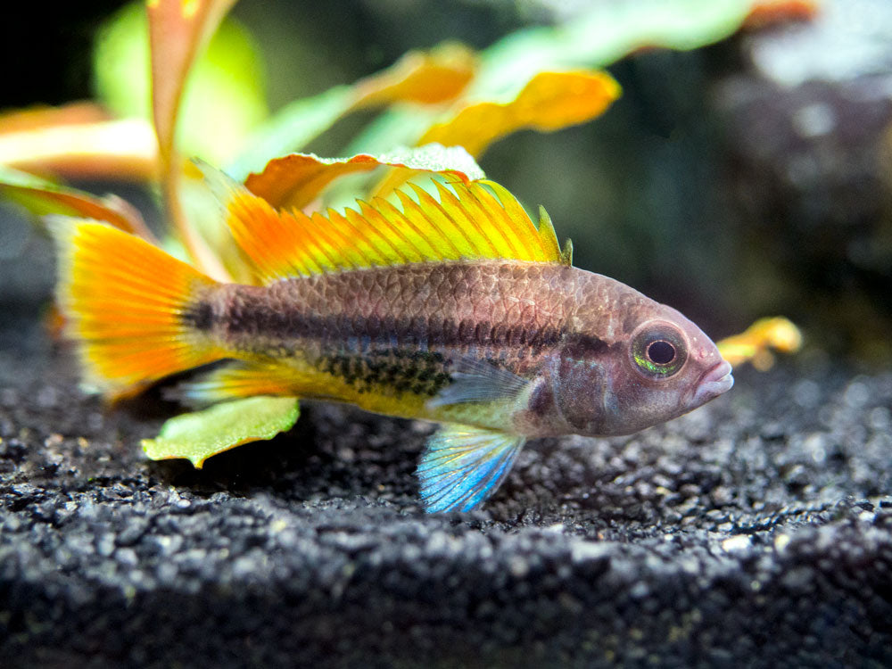 Orange Flash Cockatoo Dwarf Cichlid (Apistogramma cacatuoides), Tank-Bred