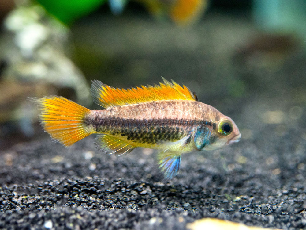 Orange Flash Cockatoo Dwarf Cichlid (Apistogramma cacatuoides), Tank-Bred