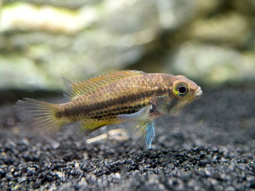 Orange Flash Cockatoo Dwarf Cichlid (Apistogramma cacatuoides), Tank-Bred