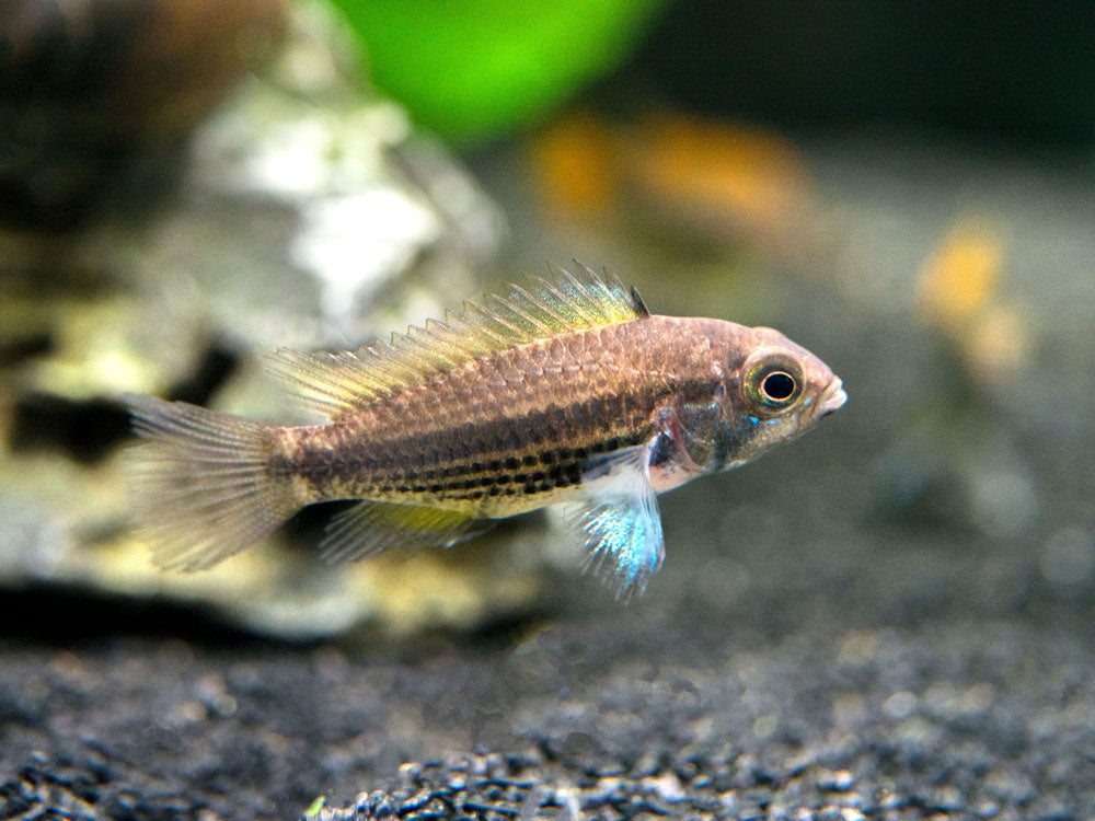 Orange Flash Cockatoo Dwarf Cichlid (Apistogramma cacatuoides), Tank-Bred