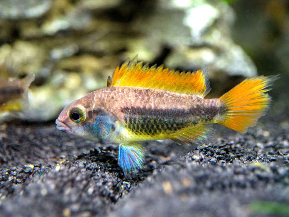 Orange Flash Cockatoo Dwarf Cichlid (Apistogramma cacatuoides), Tank-Bred