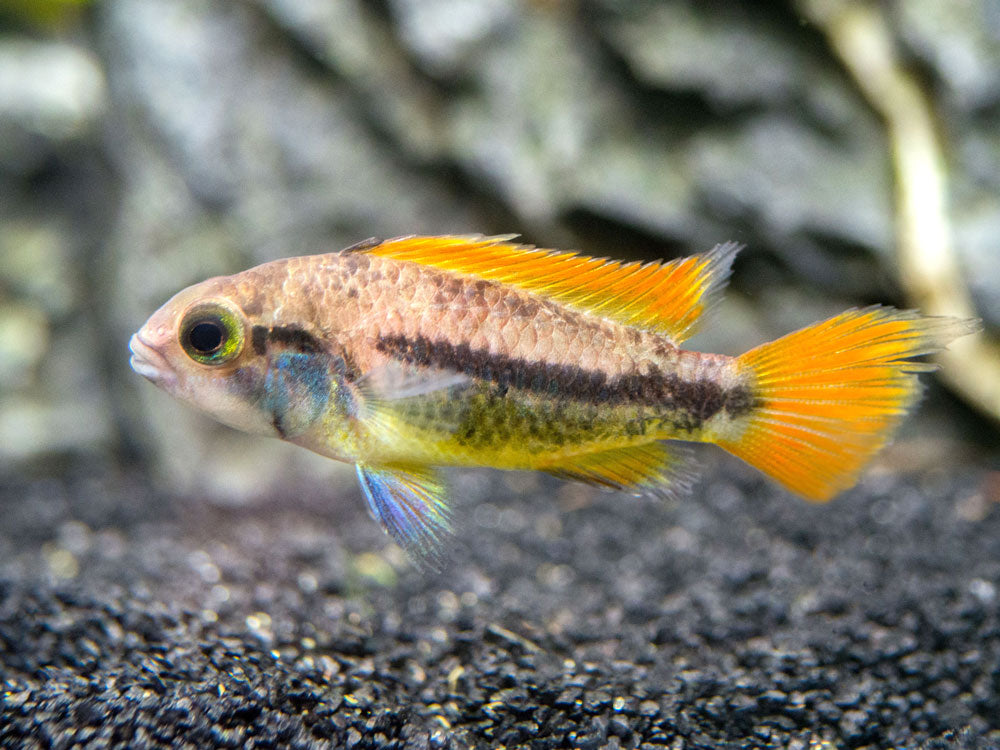 Orange Flash Cockatoo Dwarf Cichlid (Apistogramma cacatuoides), Tank-Bred