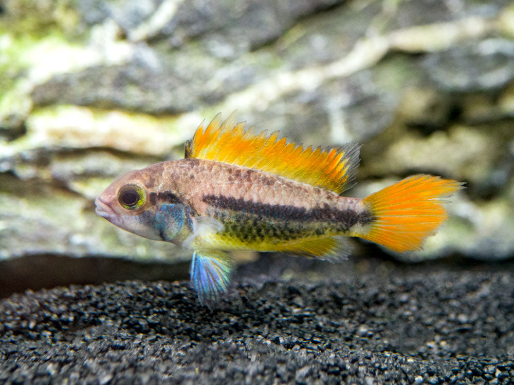 Orange Flash Cockatoo Dwarf Cichlid (Apistogramma cacatuoides), Tank-Bred